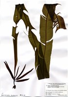 藏品(Alaria crassifolia Kjellman)的圖片